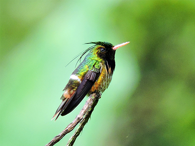 Black-crested Coquette by Diego Quesada